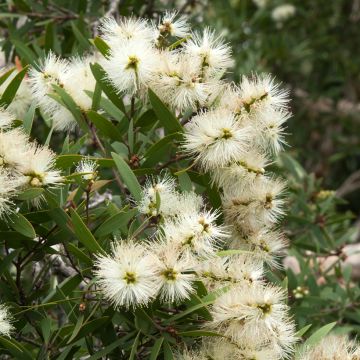 Callistemon salignus White - Zylinderputzer