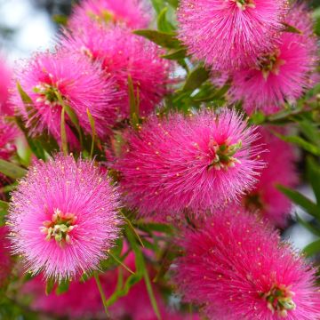 Callistemon viminalis Bright Pink - Zylinderputzer