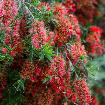 Callistemon viminalis Captain Cook - Zylinderputzer