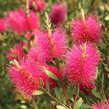 Callistemon viminalis Hot Pink - Zylinderputzer