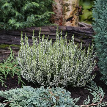 Bruyère d'été - Calluna Garden Girls Alicia