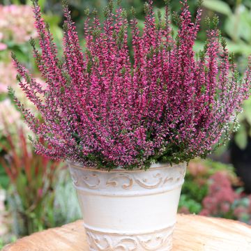 Bruyère d'été - Calluna Garden Girls Amethyst