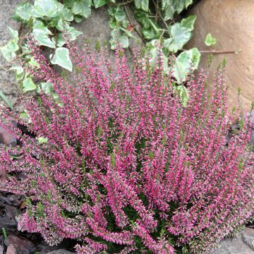 Besenheide Garden Girls Angie - Calluna vulgaris