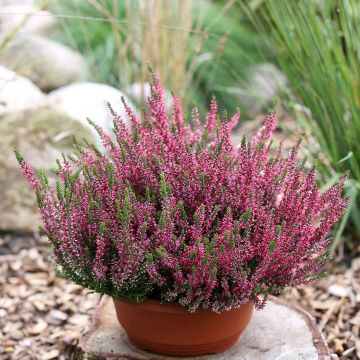 Bruyère d'été - Calluna Garden Girls Athene