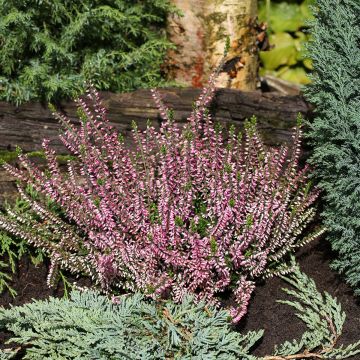 Besenheide Garden Girls Lena - Calluna vulgaris