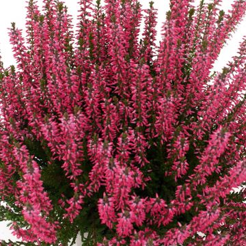 Besenheide Garden Girls Lioba - Calluna vulgaris