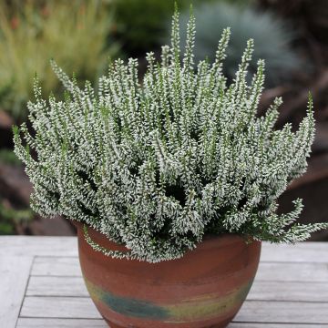 Besenheide Garden Girls Madonna - Calluna vulgaris