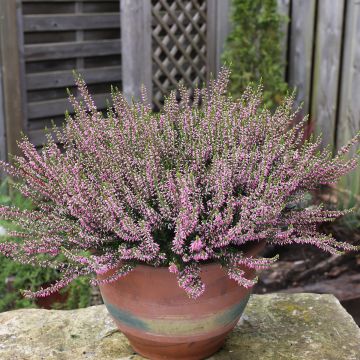 Bruyère d'été - Calluna Garden Girls Pink Angie