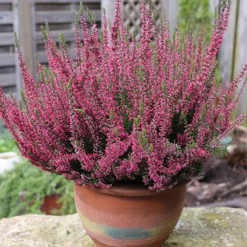 Besenheide Garden Girls Rosita - Calluna vulgaris