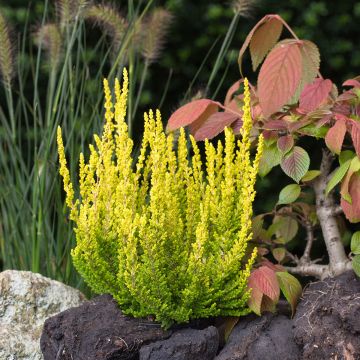 Bruyère d'été - Calluna Garden Girls Zeta