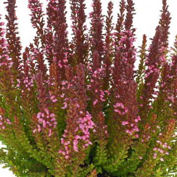 Besenheide Garden Girls Zorina - Calluna vulgaris