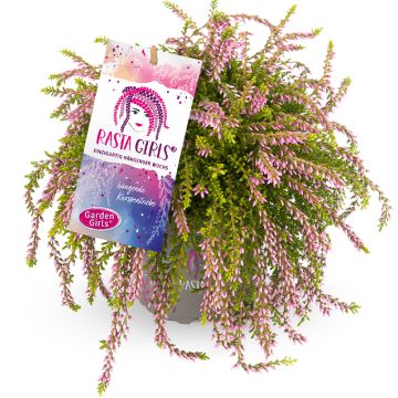 Besenheide Rasta Girls Rosa Claire - Calluna vulgaris