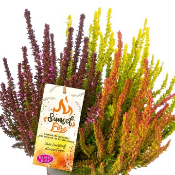 Besenheide Garden Girls Sunset Fire Trio - Calluna vulgaris