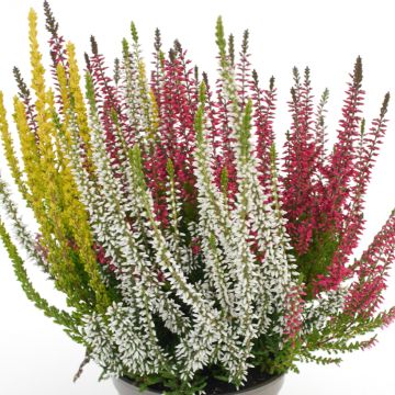 Besenheide Garden Girls Trio Mix - Calluna vulgaris