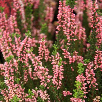 Besenheide Garden Girls Gina - Calluna vulgaris