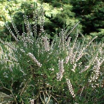 Besenheide Alba - Calluna vulgaris