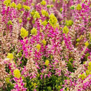 Besenheide Garden Girls Golden Angie - Calluna vulgaris