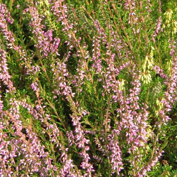 Bruyère d'été - Calluna vulgaris Marleen 