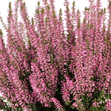 Besenheide Garden Girls Pink Bettina - Calluna vulgaris