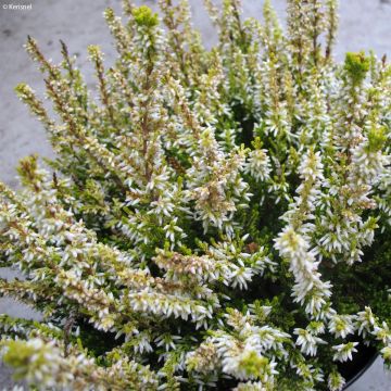 Besenheide Sandy - Calluna vulgaris