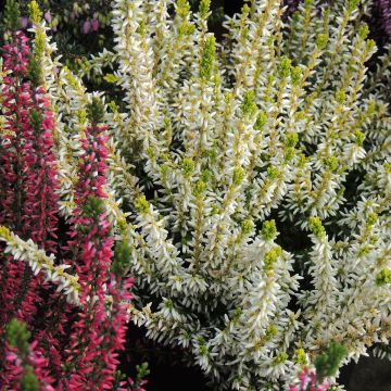 Besenheide Garden Girls Sarah - Calluna vulgaris