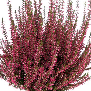 Besenheide Garden Girls Selma - Calluna vulgaris