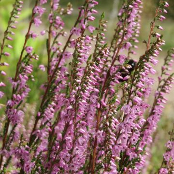 Besenheide Tib - Calluna vulgaris