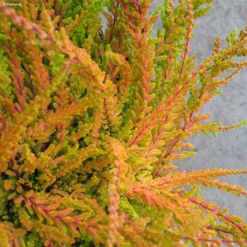 Besenheide Wickwar Flame - Calluna vulgaris