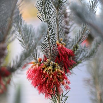 Calothamnus quadrifidus Grey Form