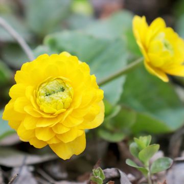 Caltha palustris Plena - Sumpf-Dotterblume