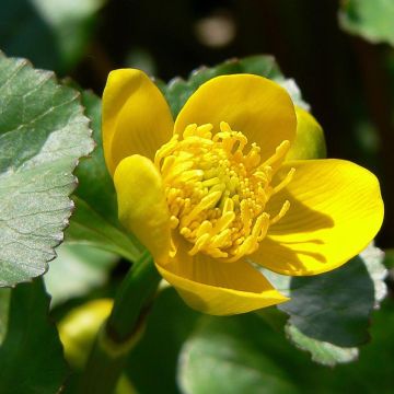 Caltha palustris Polypetala - Sumpf-Dotterblume