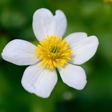 Caltha palustris var. alba - Sumpf-Dotterblume