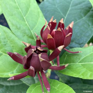 Calycanthus floridus Michael Lindsay - Echter Gewürzstrauch