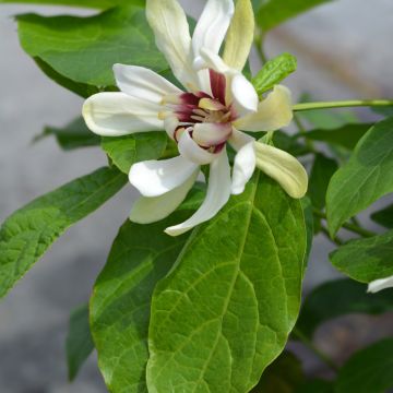 Calycanthus raulstonii Venus - Gewürzstrauch