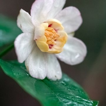 Calycanthus chinensis -Chinesische Wachsstrauch