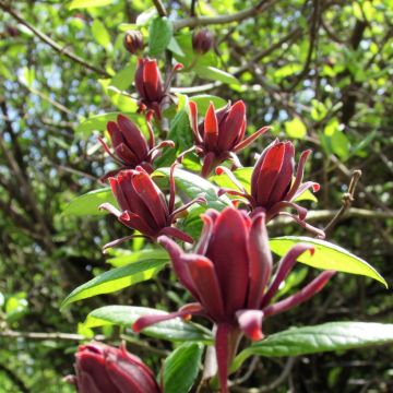 Calycanthus floridus - Echter Gewürzstrauch