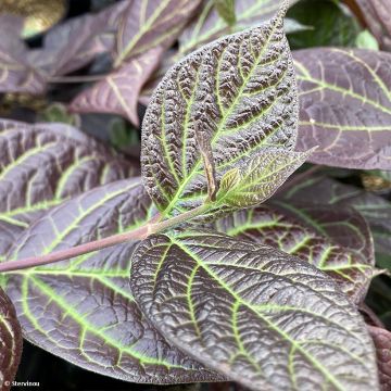 Calycanthus floridus var purpureus Burgundy Spice - Echter Gewürzstrauch