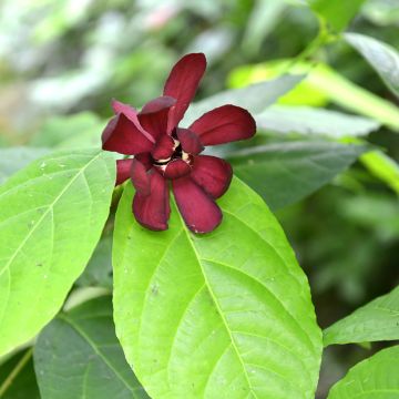 Calycanthus raulstonii Hartlage Wine - Gewürzstrauch