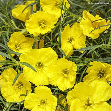 Calylophus serrulatus Superlophus Yellow - Strauchige Nachtkerze