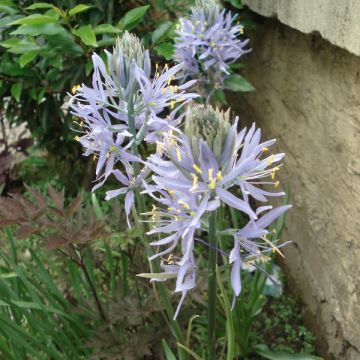 Camassia cusickii Zwanenburg - Prärielilie