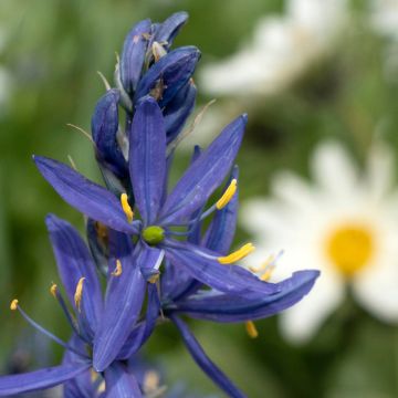 Camassia quamash - Prärielilie