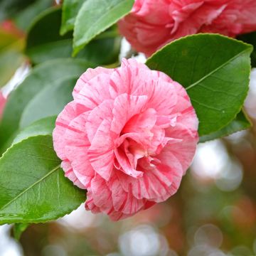 Camellia Comte de Gomer - Japanische Kamelie