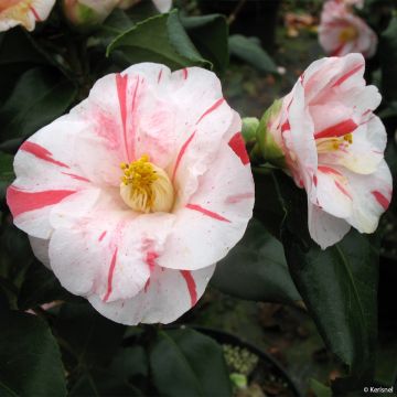 Camellia Dainty California - Japanische Kamelie