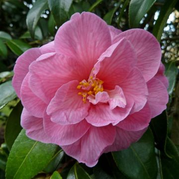 Camellia williamsii Donation - Kamelie