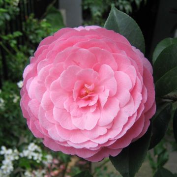 Camellia williamsii EG Waterhouse - Kamelie