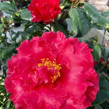 Camellia Holly Bright - Japanische Kamelie