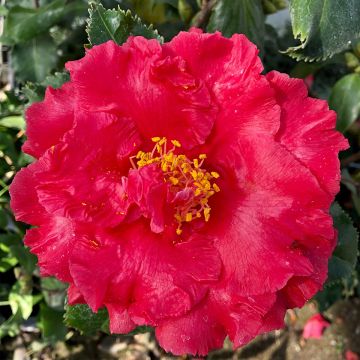 Camellia Holly Bright - Japanische Kamelie