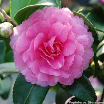 Camellia hiemalis Interlude - Kamelie