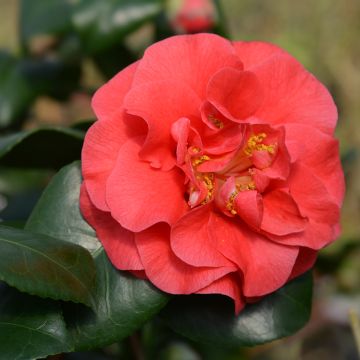 Camellia Lady Campbell - Japanische Kamelie