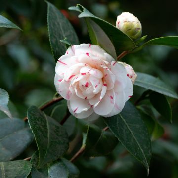 Camellia Lavinia Maggi - Japanische Kamelie